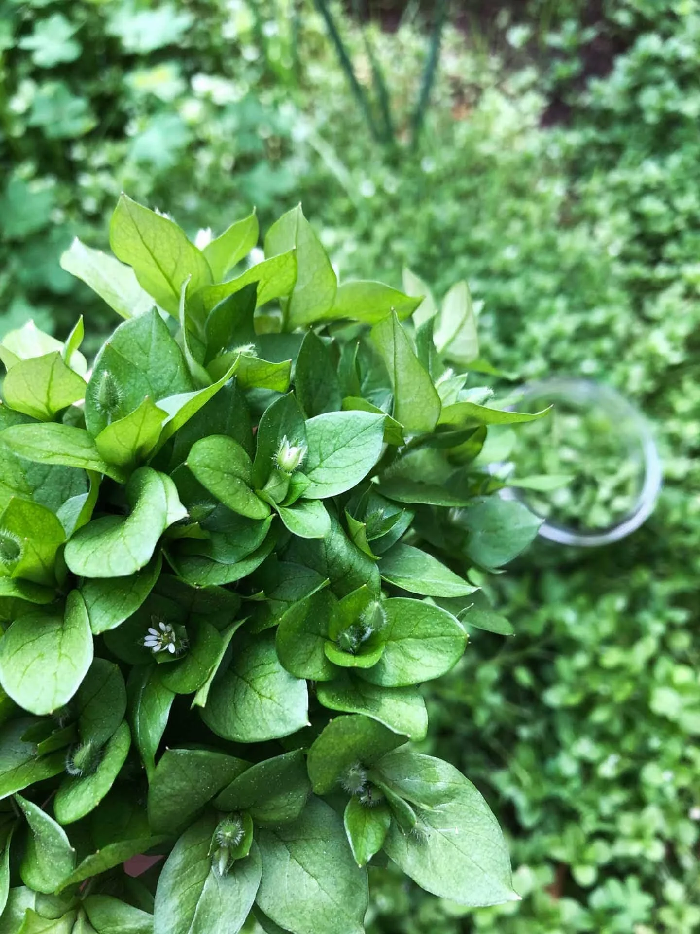 Chickweed Herbal Tincture.jpg