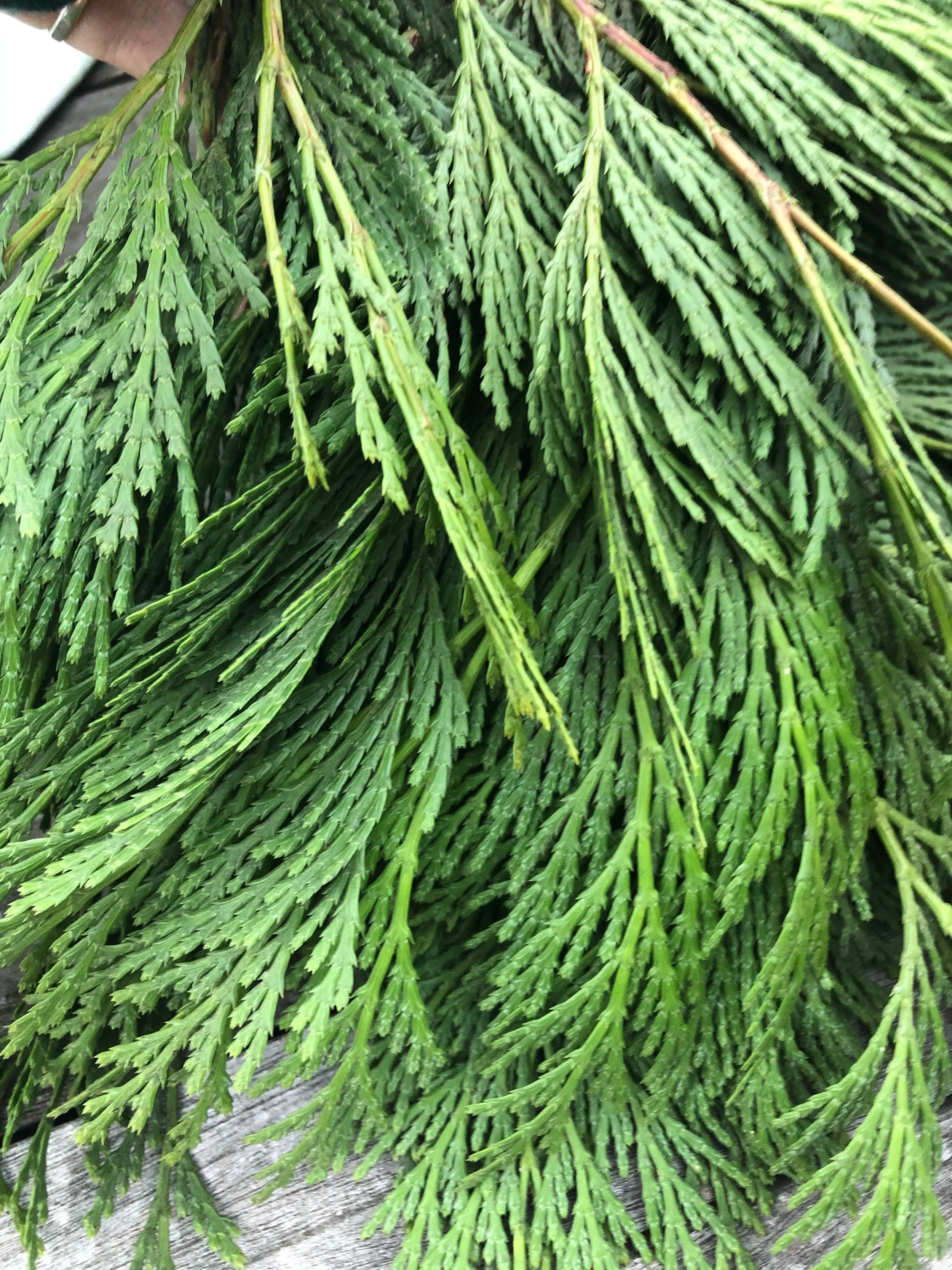 IMG_0614.jpeg