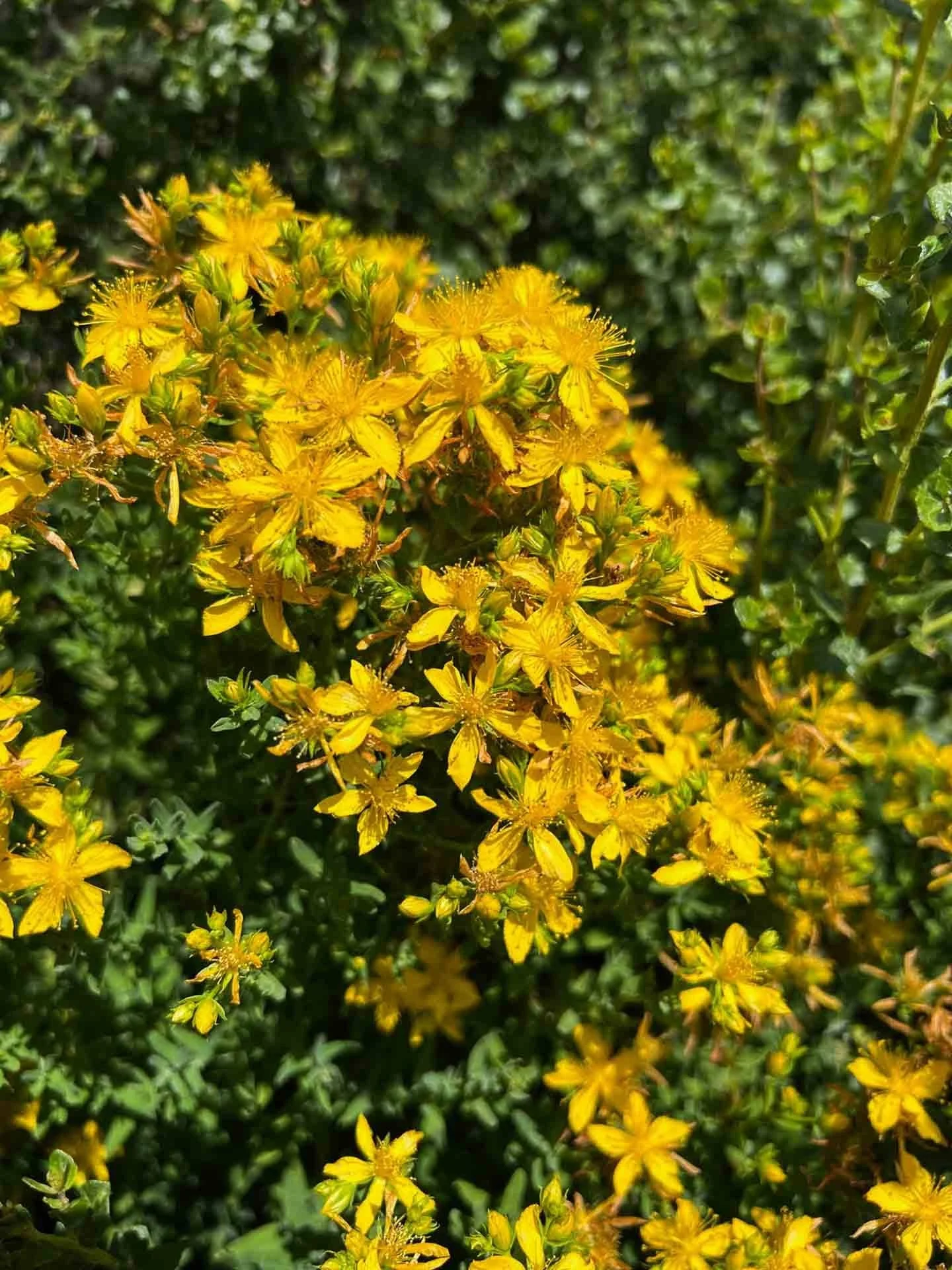 Fresh St Johns Wort Infused Herbal Oil.jpg