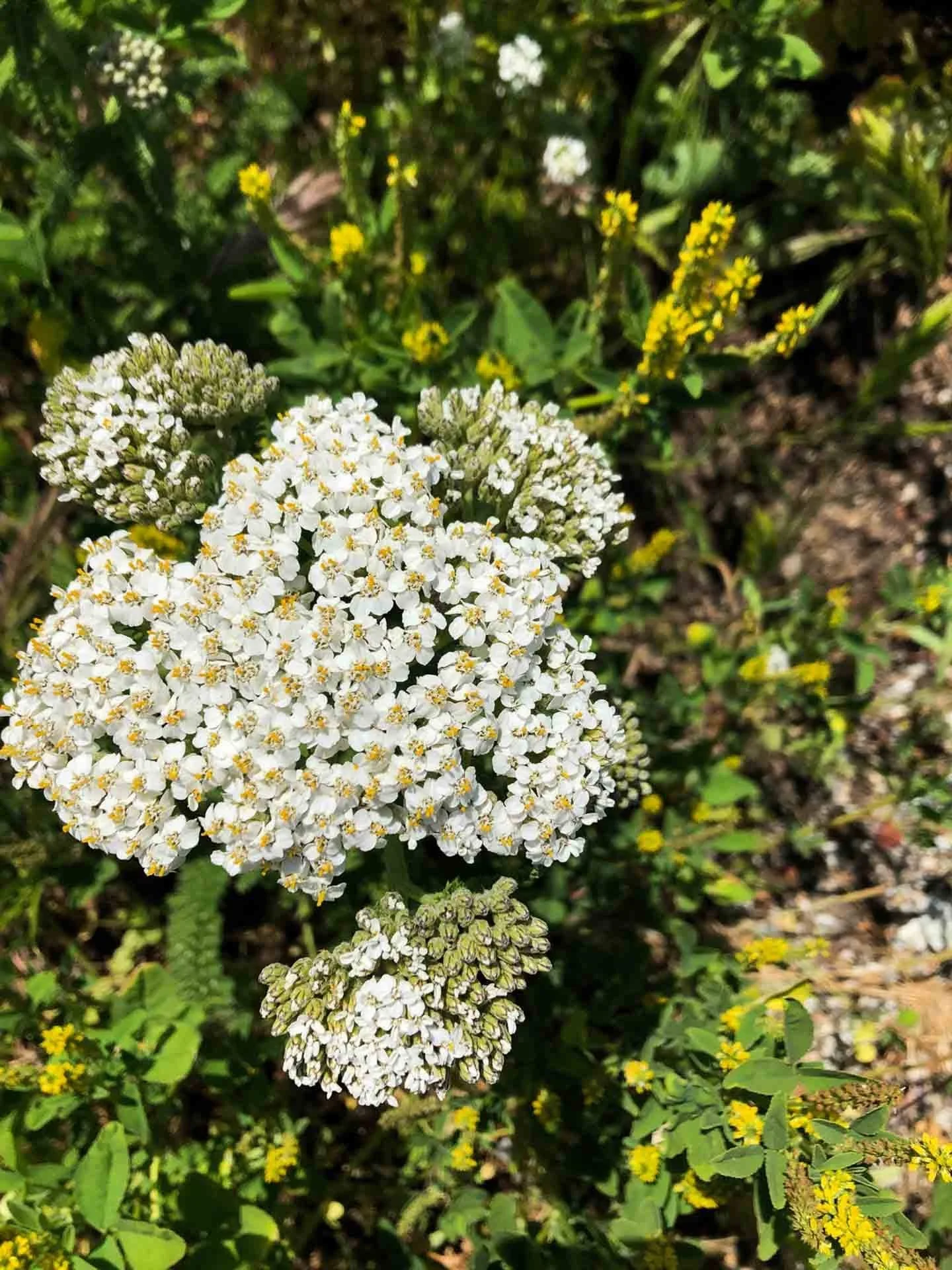 Handcrafted Yarrow Infused Herbal Oil.jpg