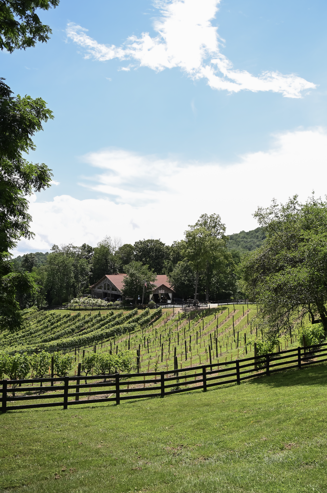 A scenic view of a vineyard with rows of grapevines on a hillside, surrounded by trees and a wooden fence in the foreground, with a building and hills in the background under a blue sky with scattered clouds.
