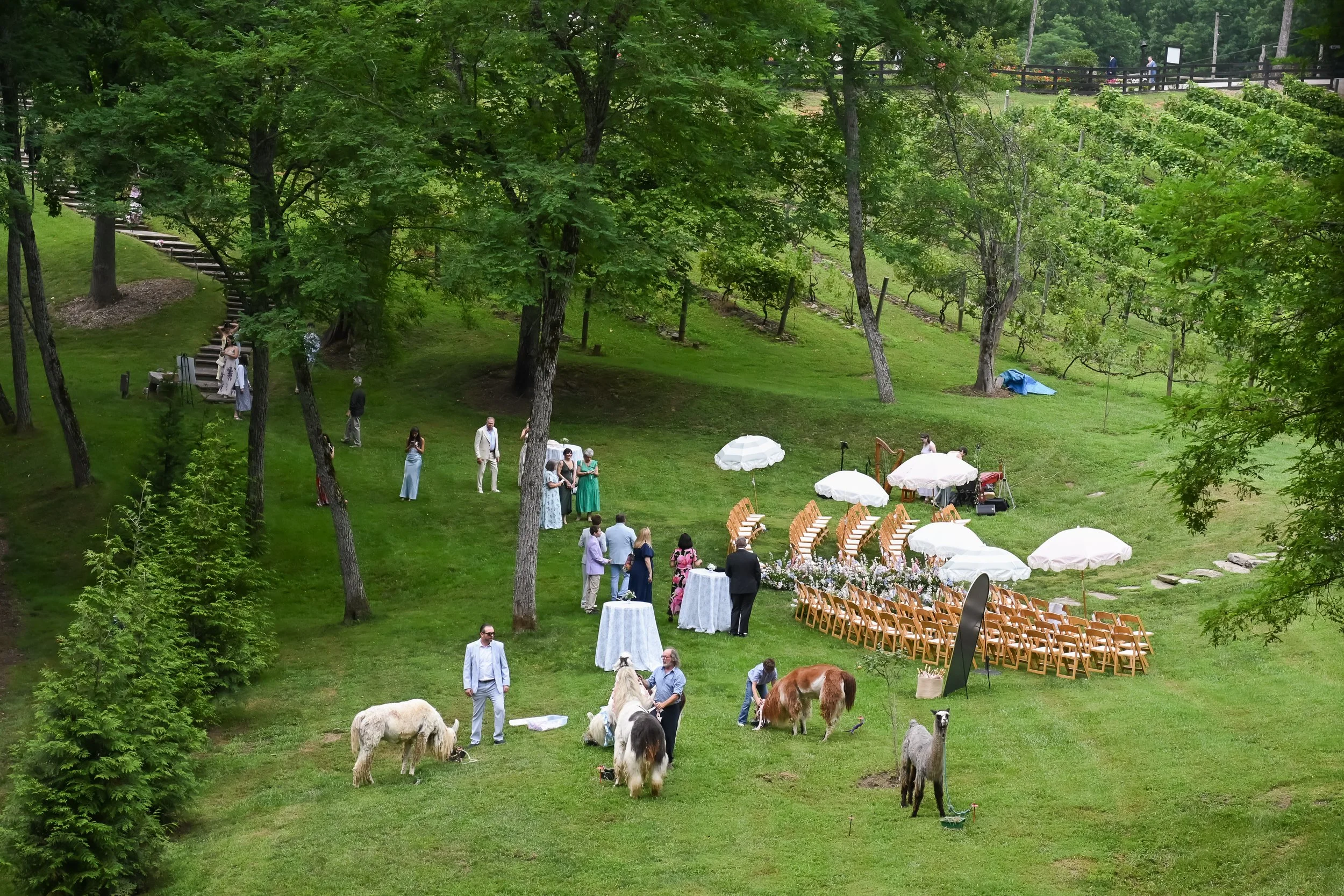Outdoor wedding or event setup in a green park with trees, white umbrellas, chairs, and people gathered, some grazing llamas or alpacas.