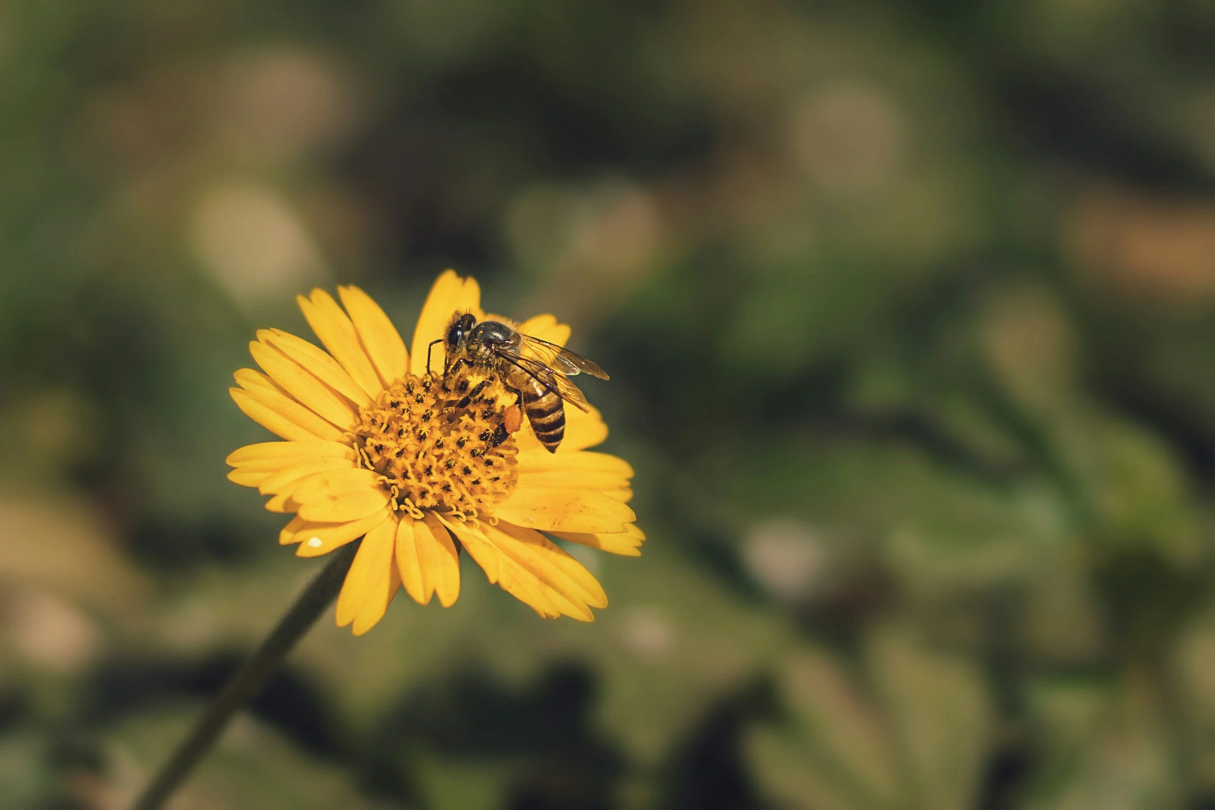 A honeybee collecting nectar from a bright yellow flower.