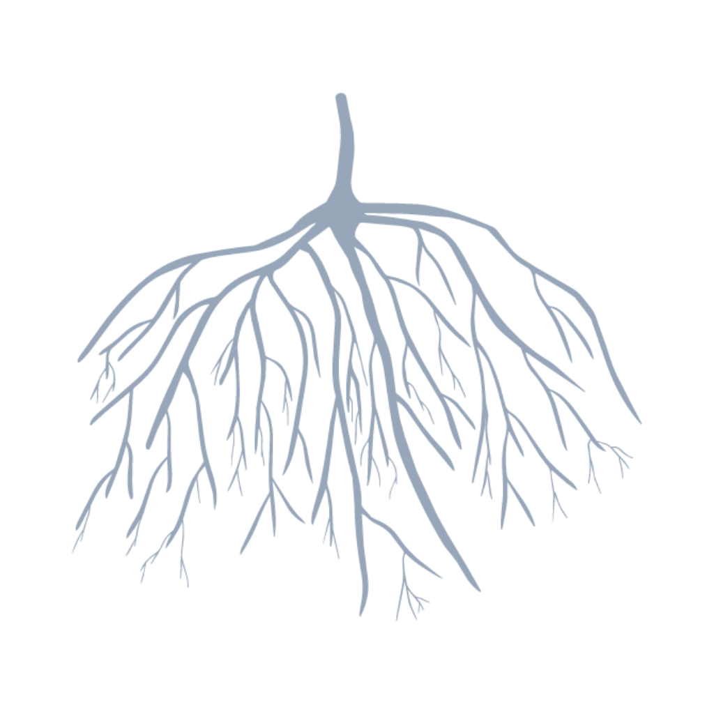 Simple illustration of a branching tree root system, with multiple thick and thin roots spreading outwards on a light background.