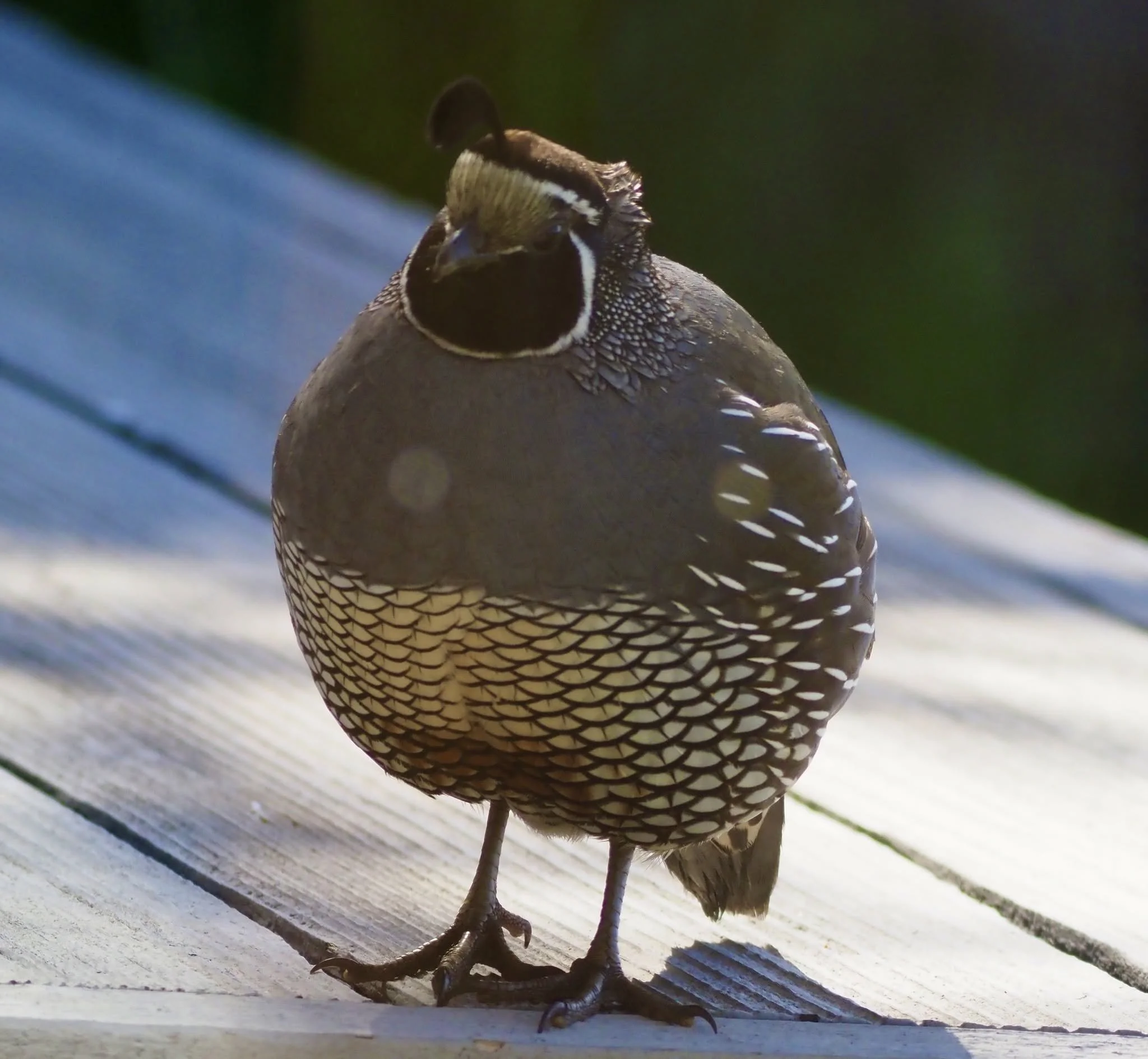 large bird.jpg