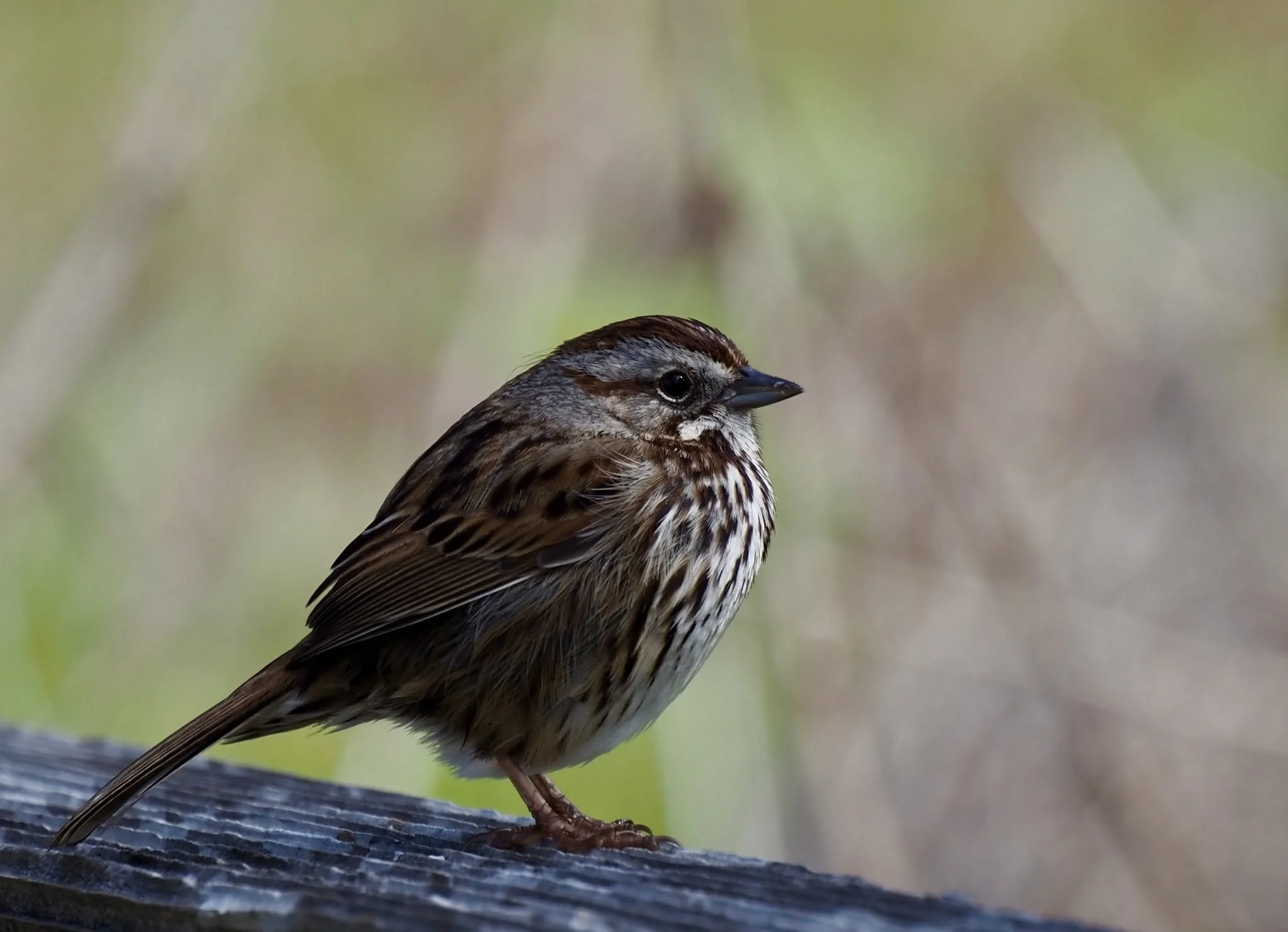 brown bird.jpg