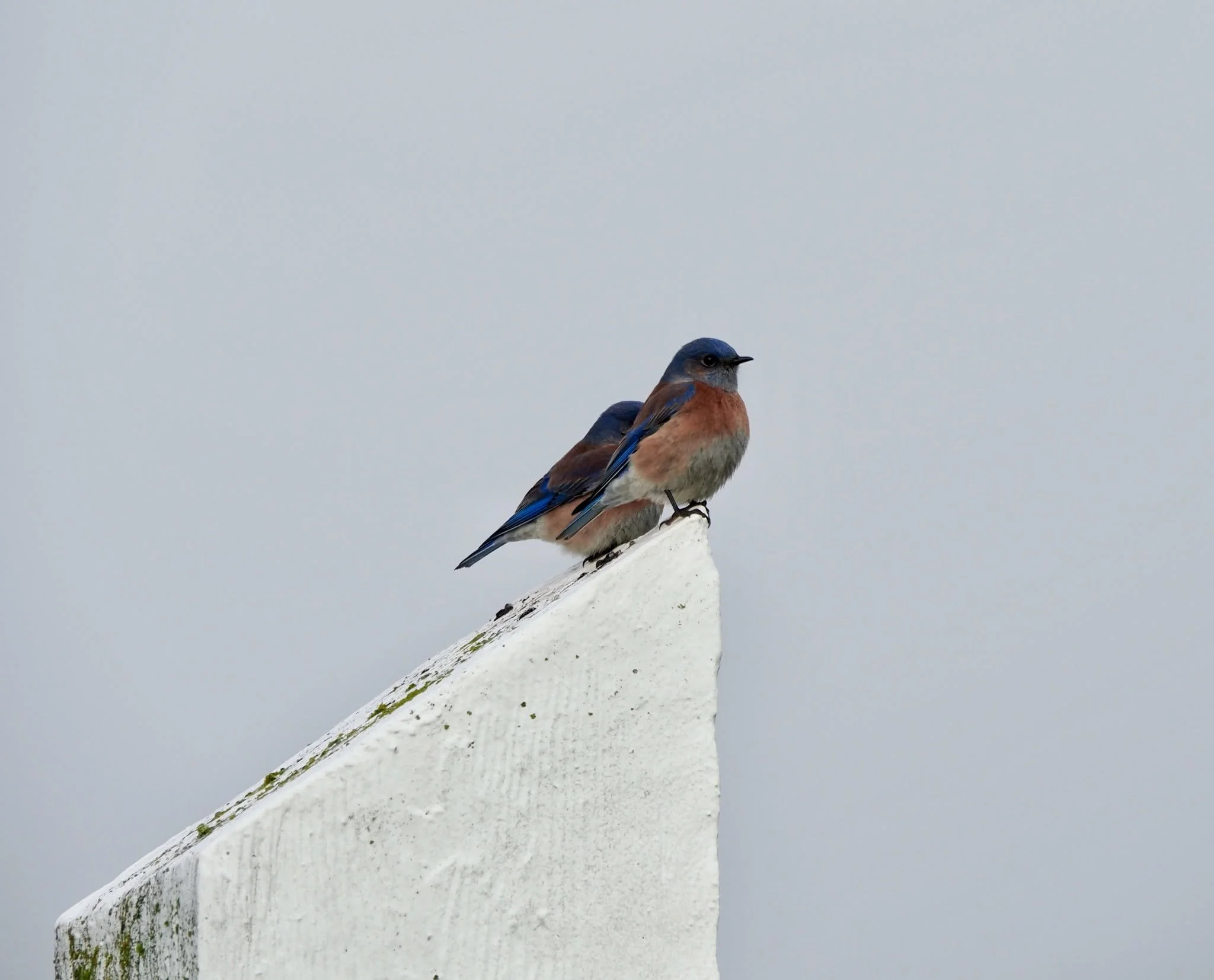 two blue birds.jpg