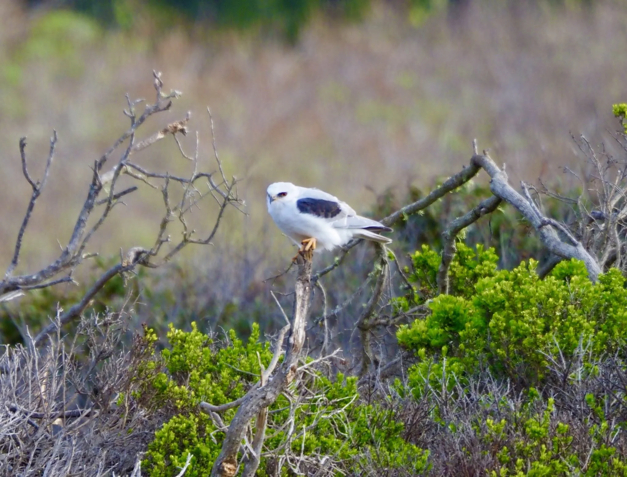 white grey bird.jpg