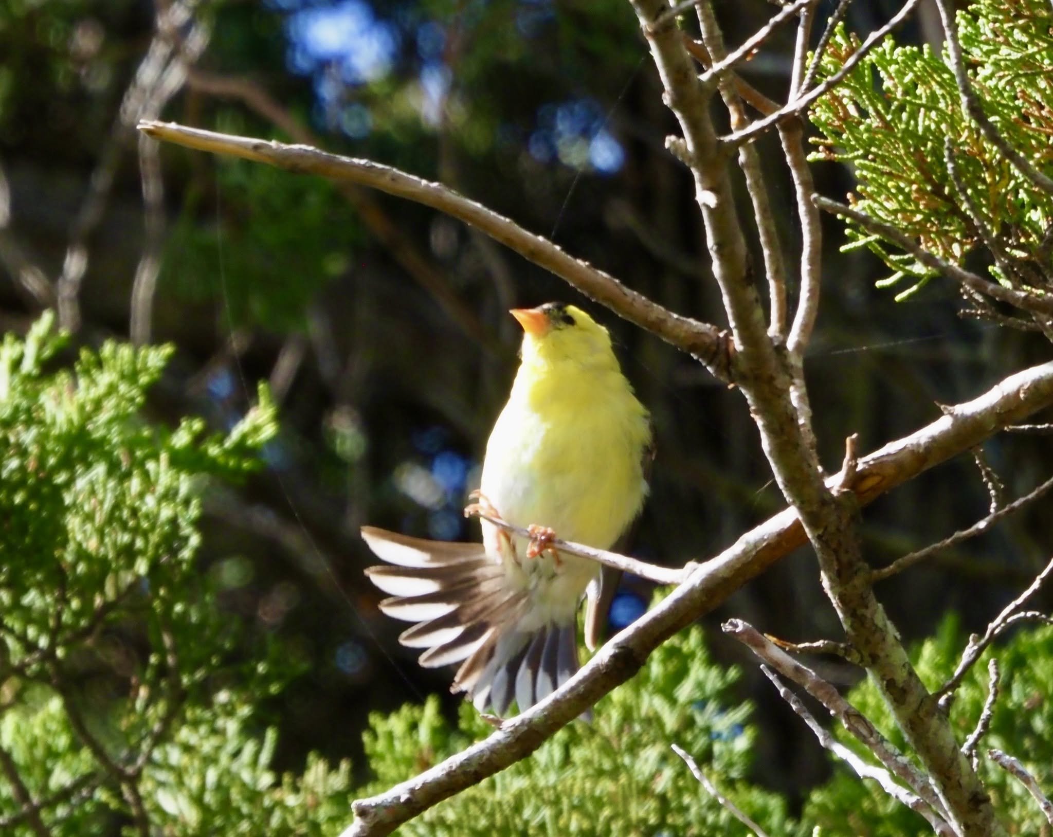yellow bird.jpg