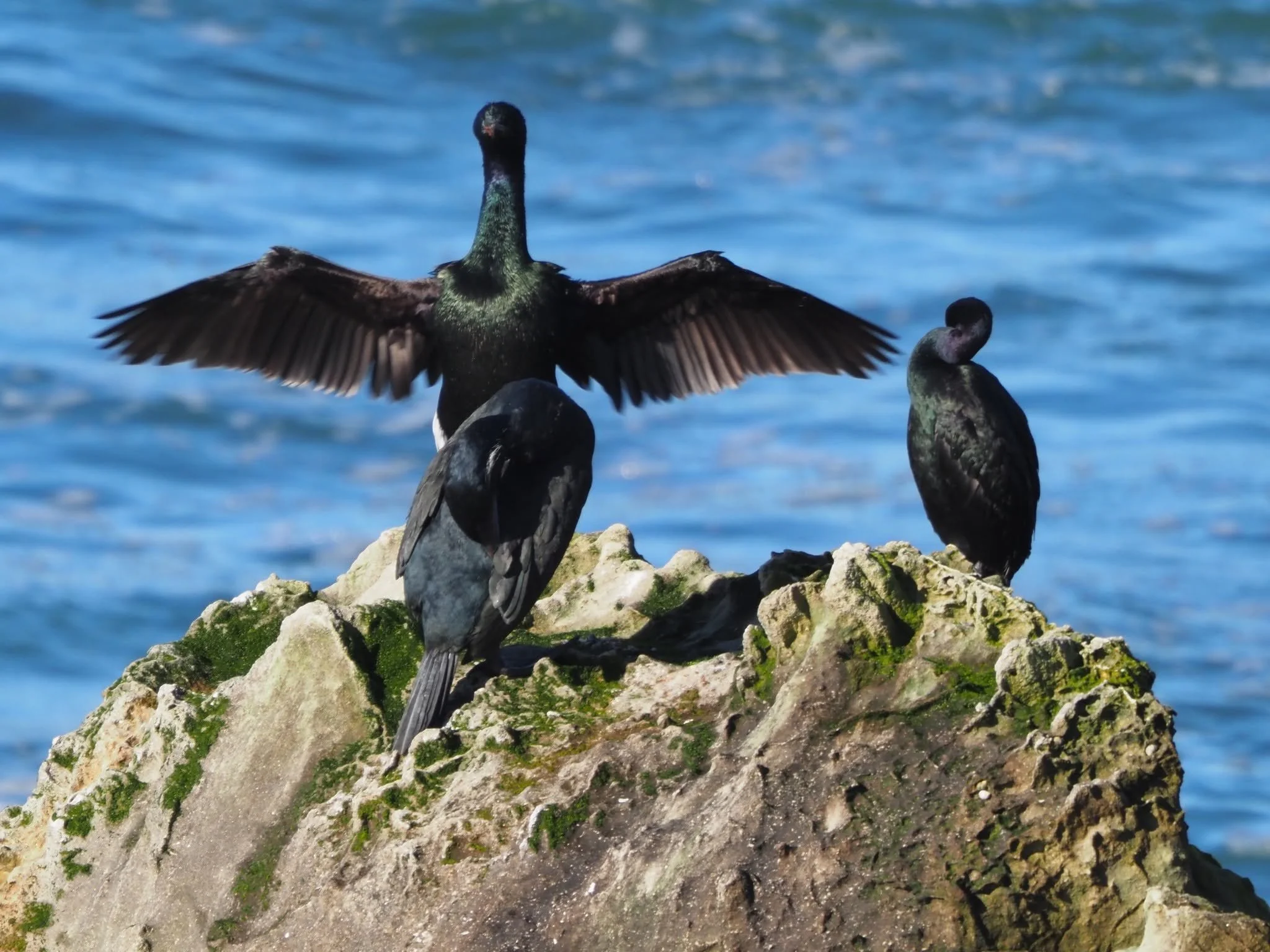 cormorants.jpg