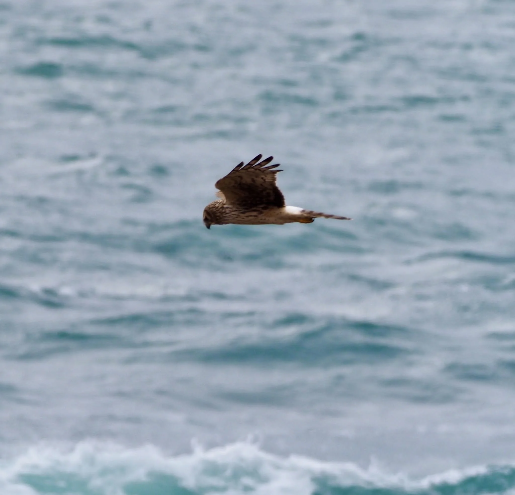 bird flying.jpg