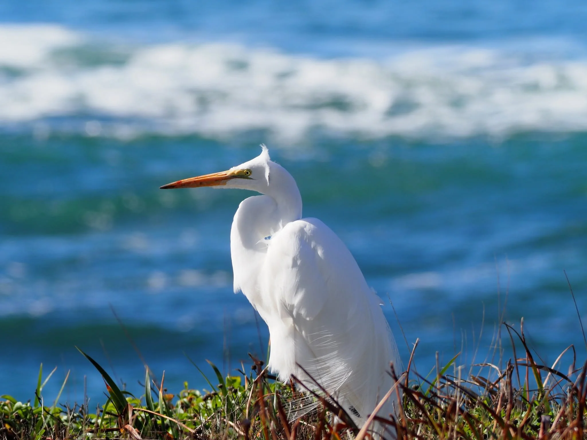 white bird.jpg