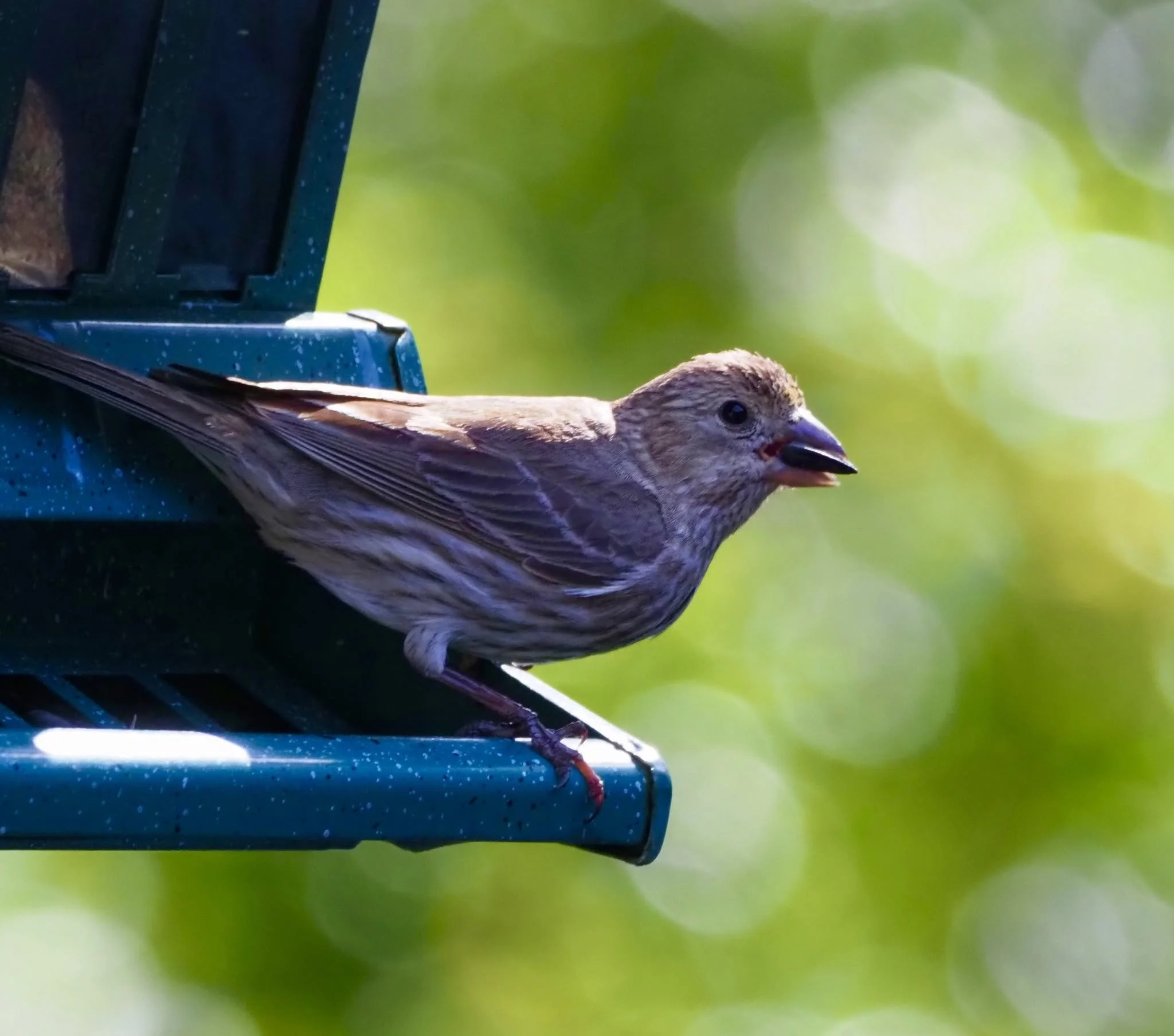 supper bird.jpg