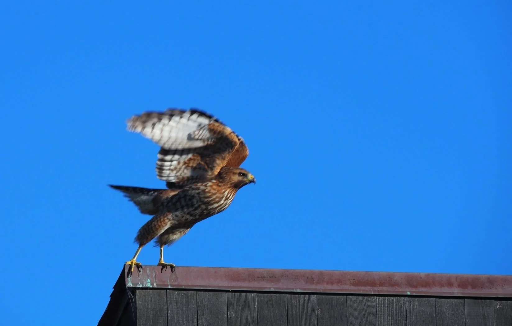 hawk.jpg