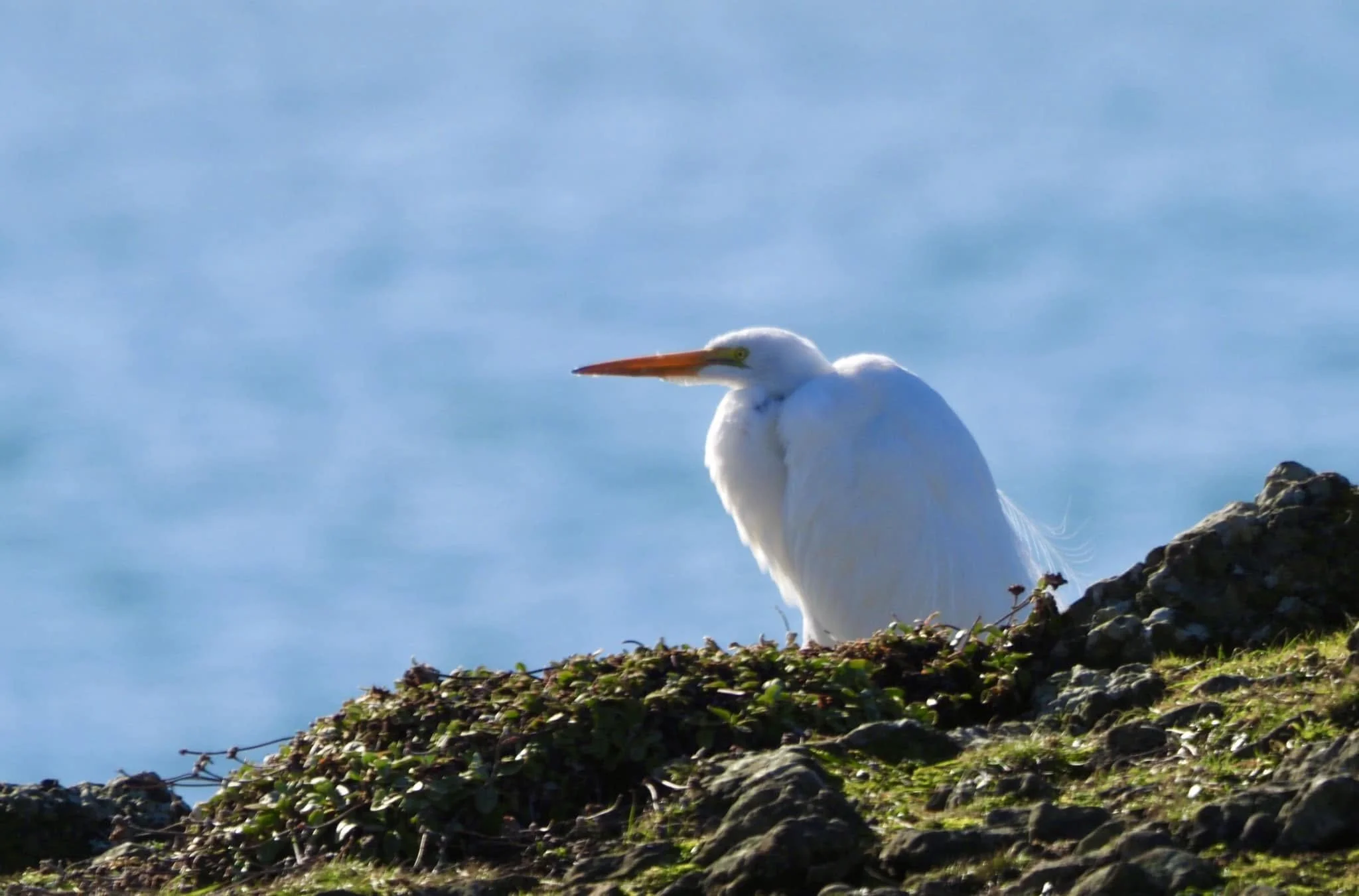 white bird beak.jpg