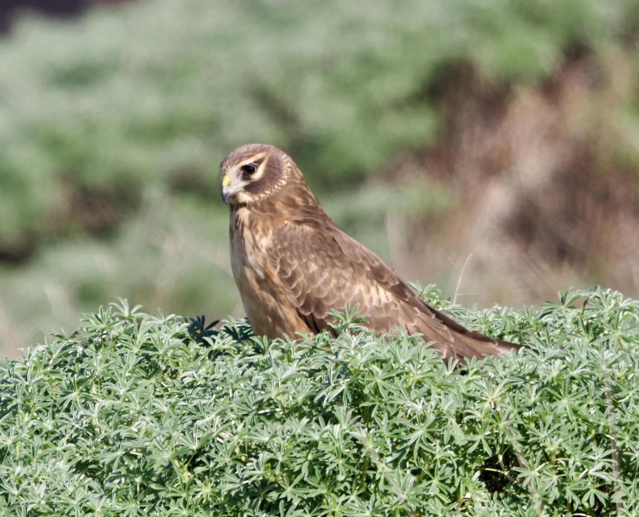 owl bird.jpg