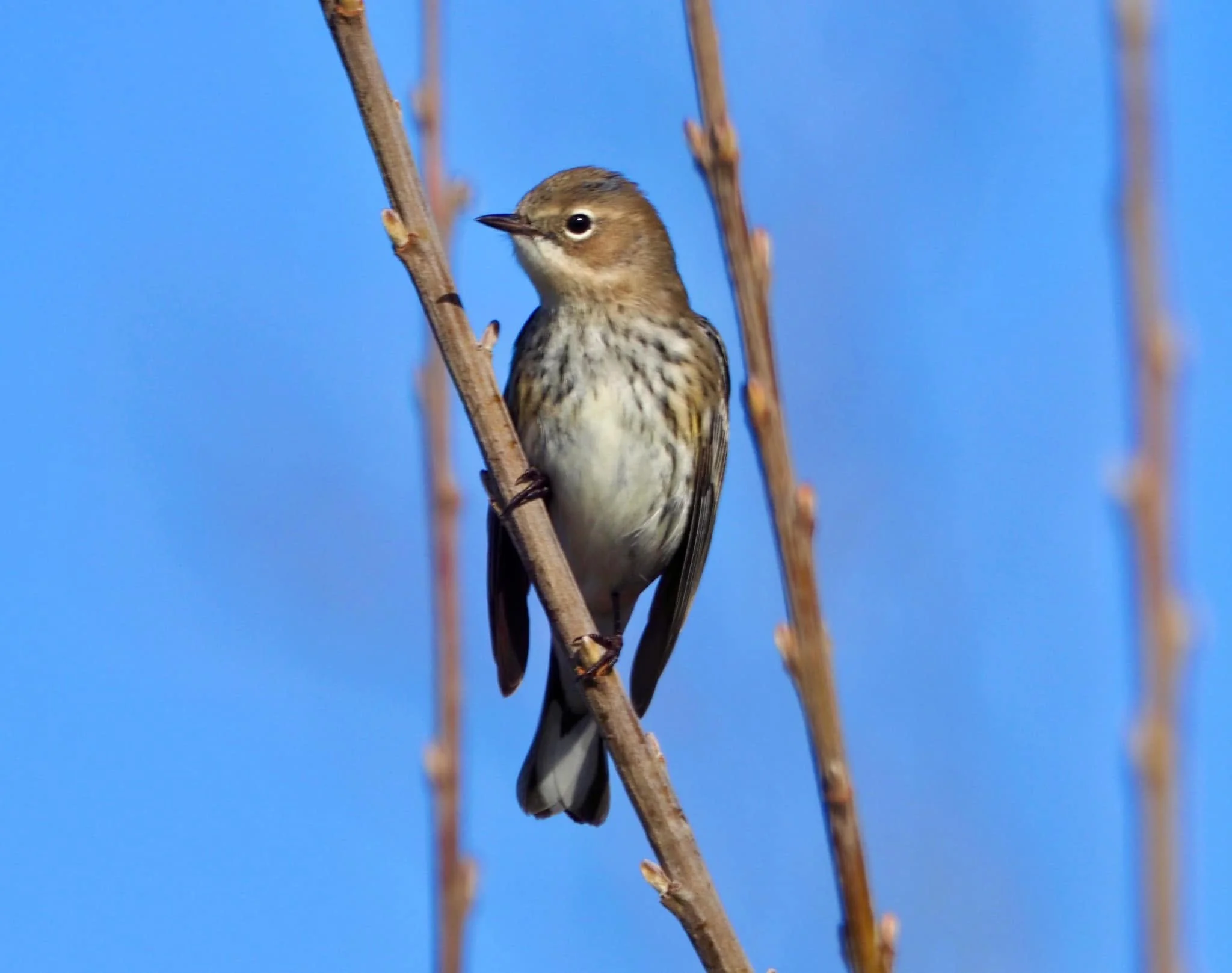 super cute bird.jpg