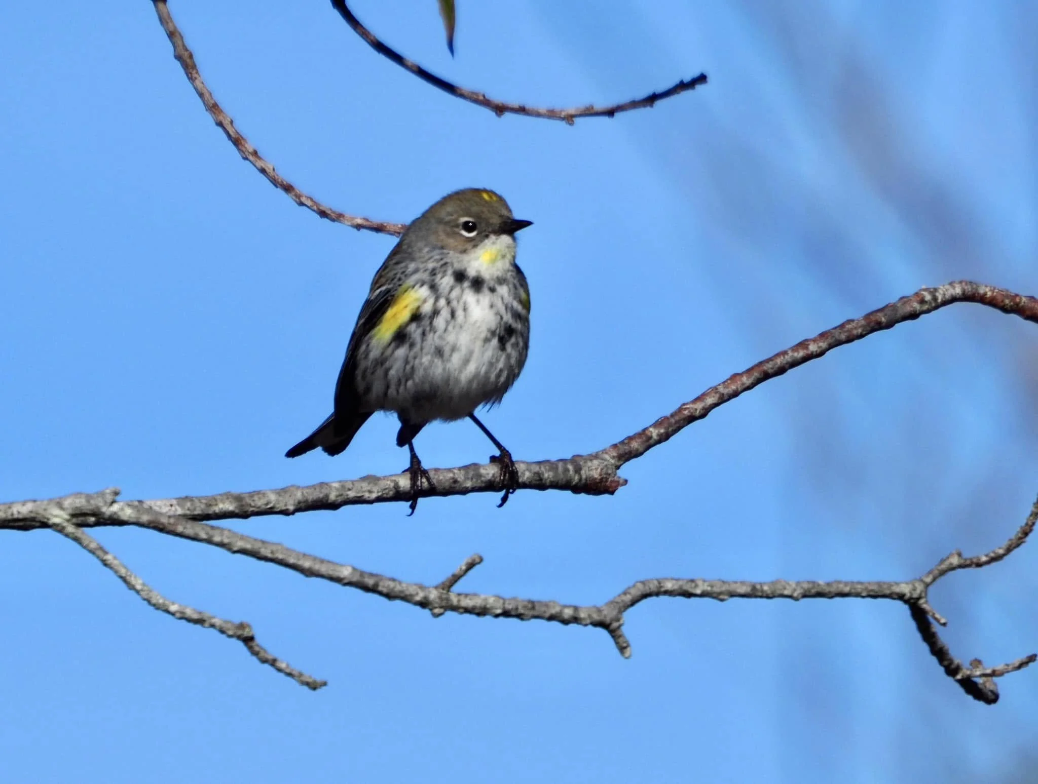 yellow black bird.jpg