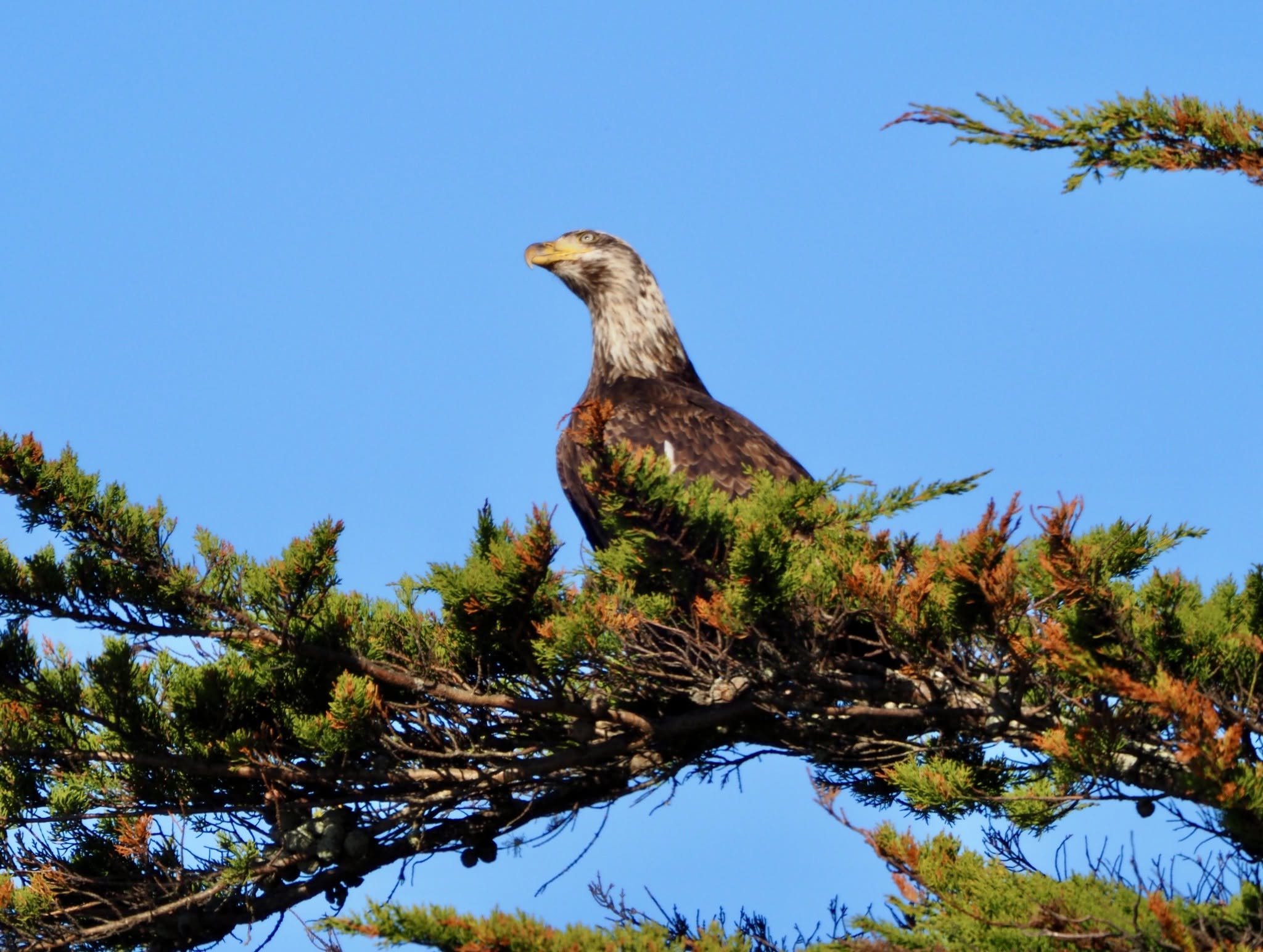 bird in tree.jpg