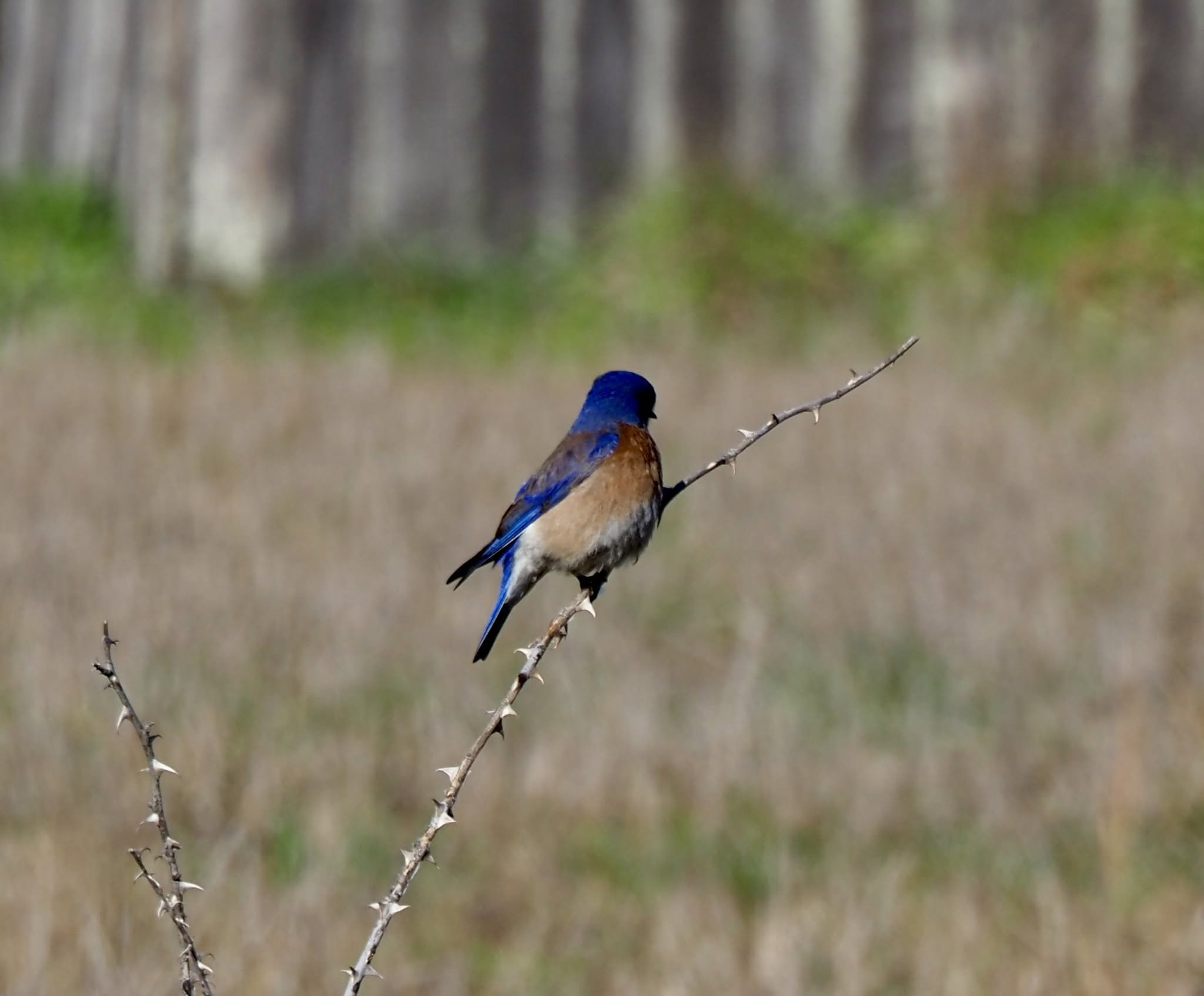 blue_bird.jpg