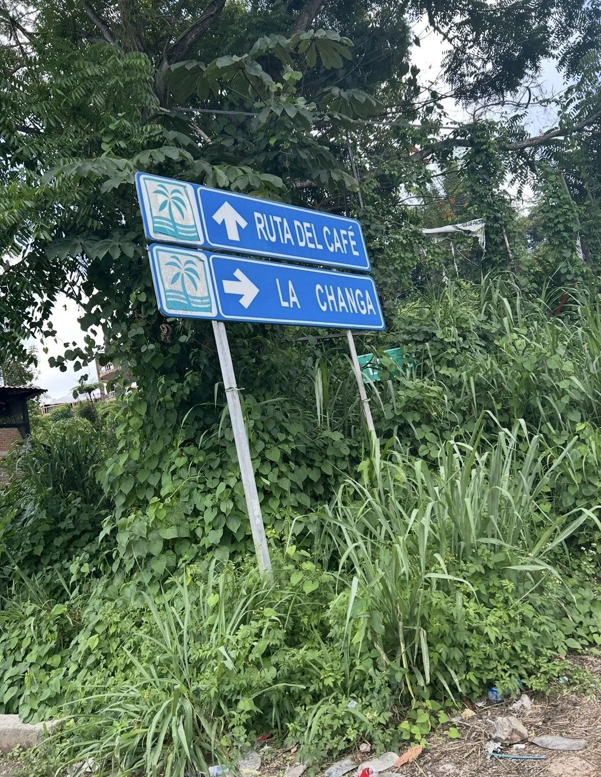 Blue directional road signs indicating that straight is 'Ruta del Café' and right is 'La Changa,' amidst green foliage and overgrown grass.
