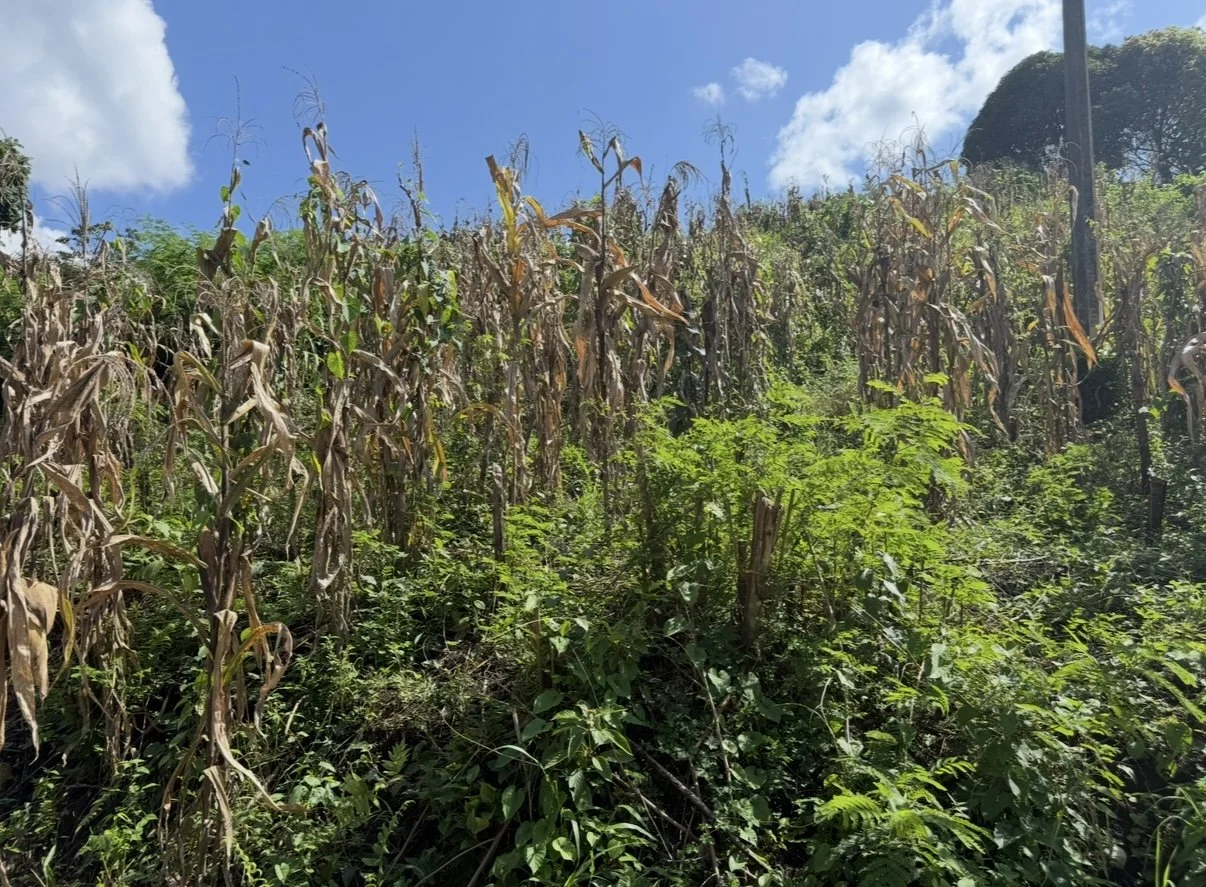 Dry, brown corn stalks with green weeds and foliage in front, under a partly cloudy blue sky.