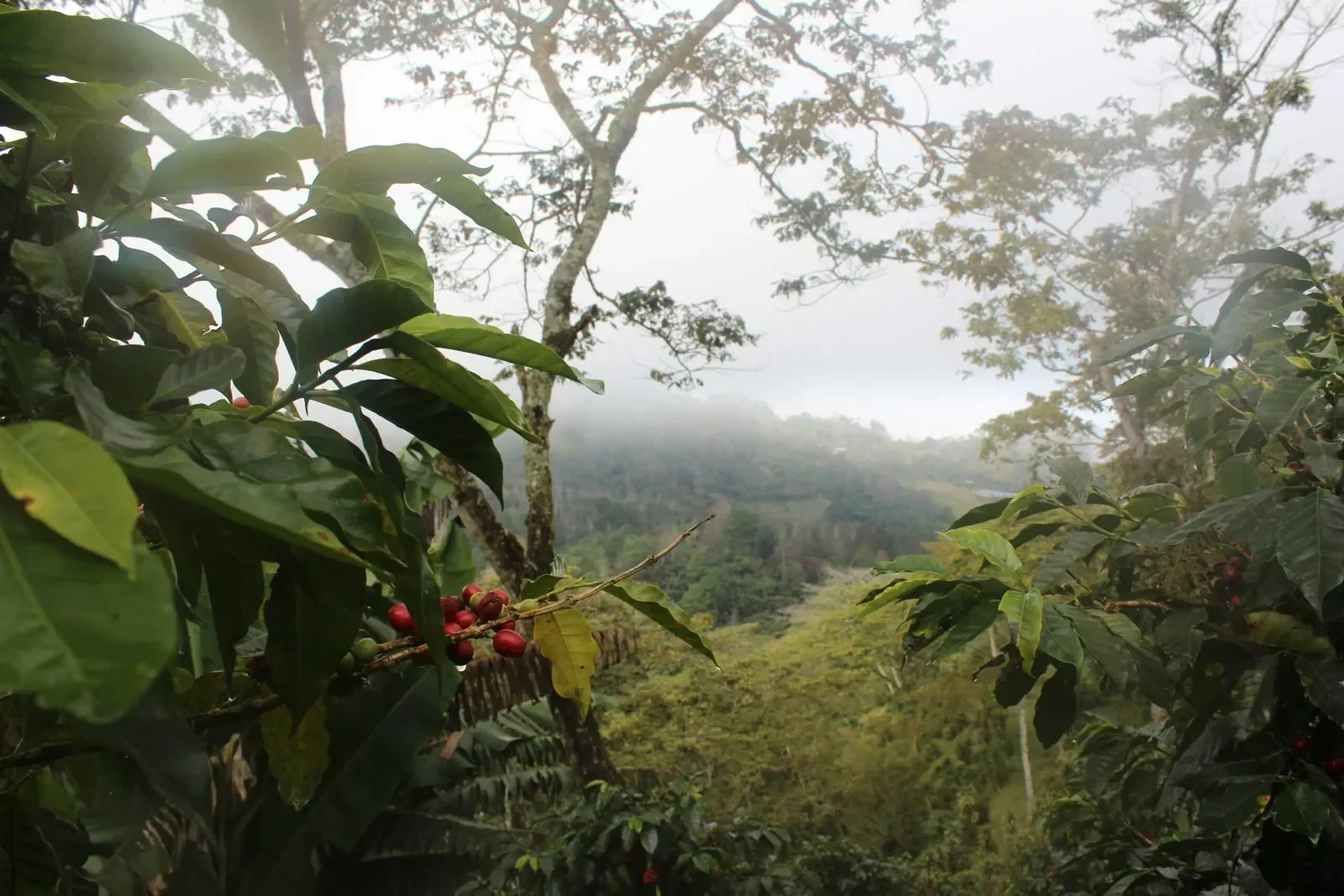 A view of a misty hillside seen through lush green coffee plants in the foreground, with a few red coffee cherries visible on a branch.