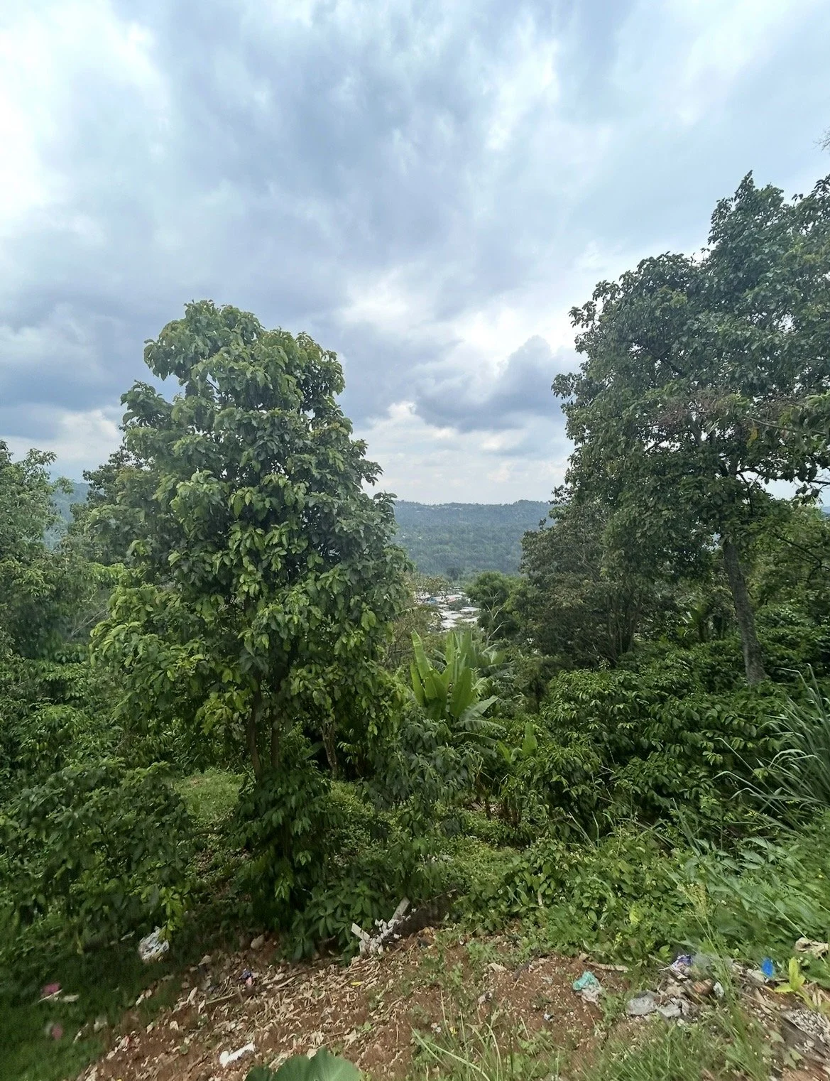 Lush green trees and plants with a cloudy sky and distant mountains in the background.