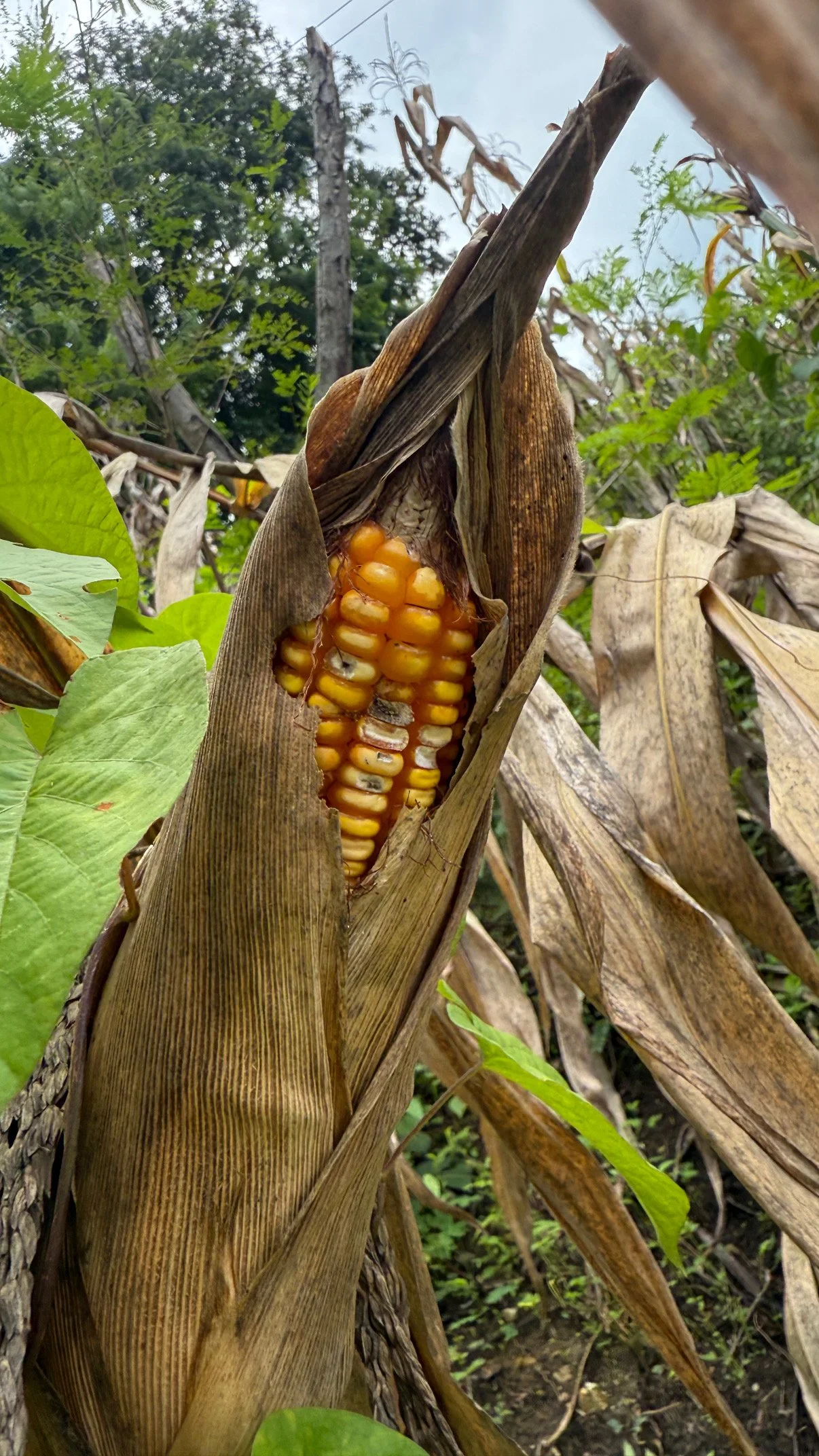 A close-up of a corn cob with yellow kernels and some mold, partially covered by dried husk leaves in a cornfield with green and dry leaves and trees in the background.