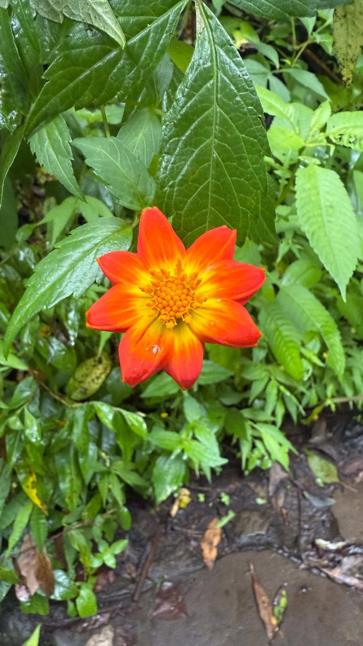 A vibrant orange and yellow flower blooming among green leaves in a garden setting.