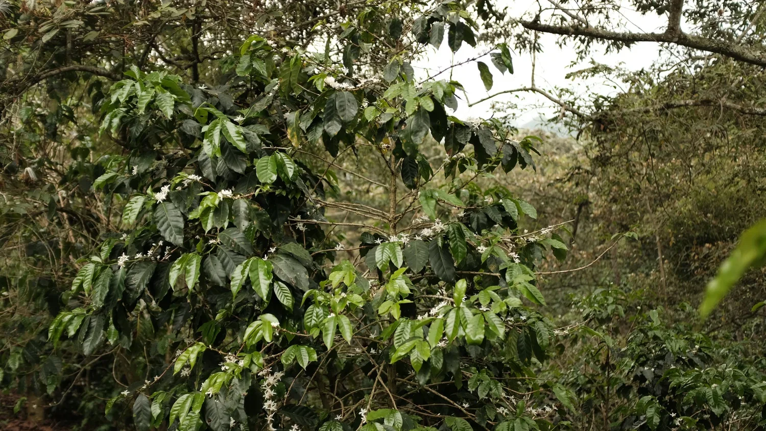 Coffee plant with green leaves and white flowers in a lush, dense forest.