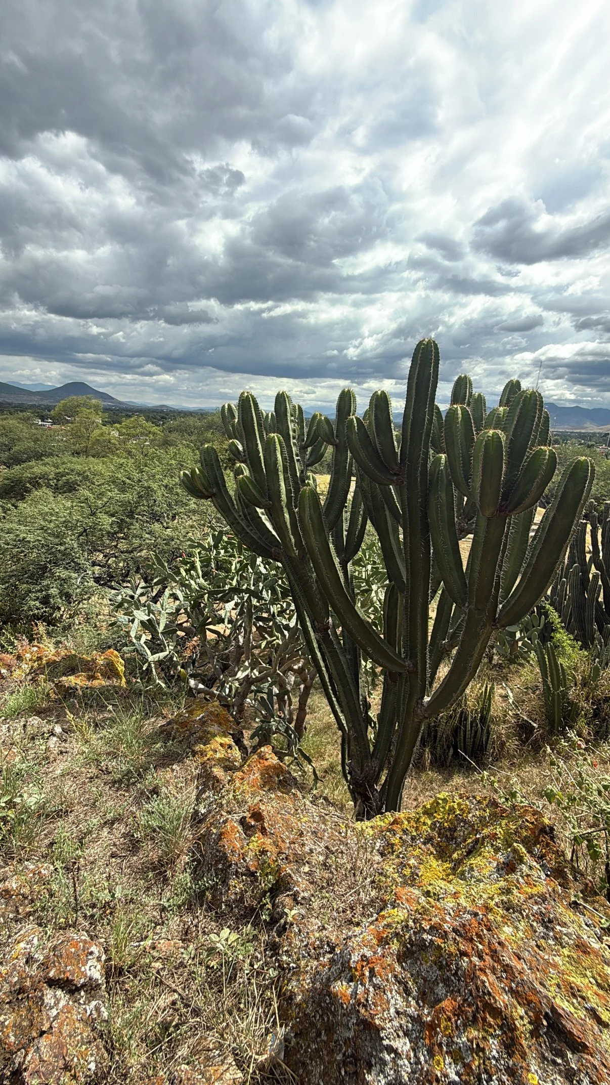 Desert landscape with tall cactus, rocky ground, and cloudy sky.