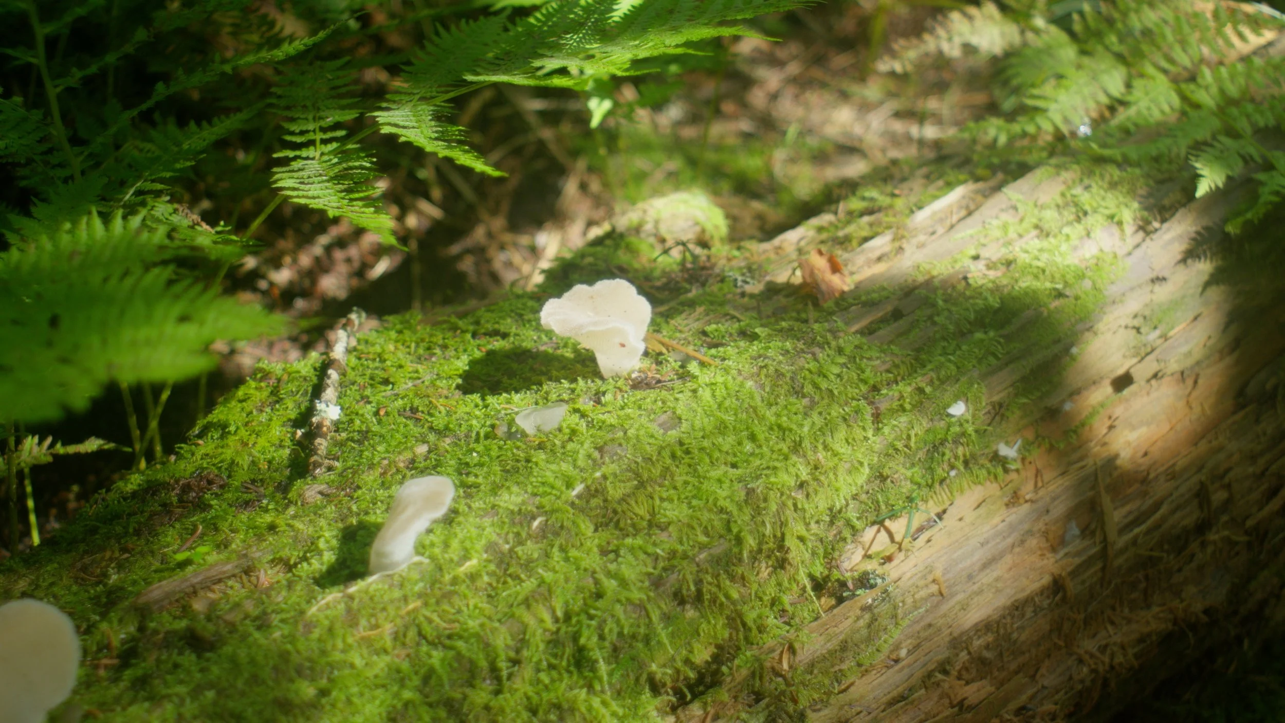 mushroom_1.31.1.jpeg