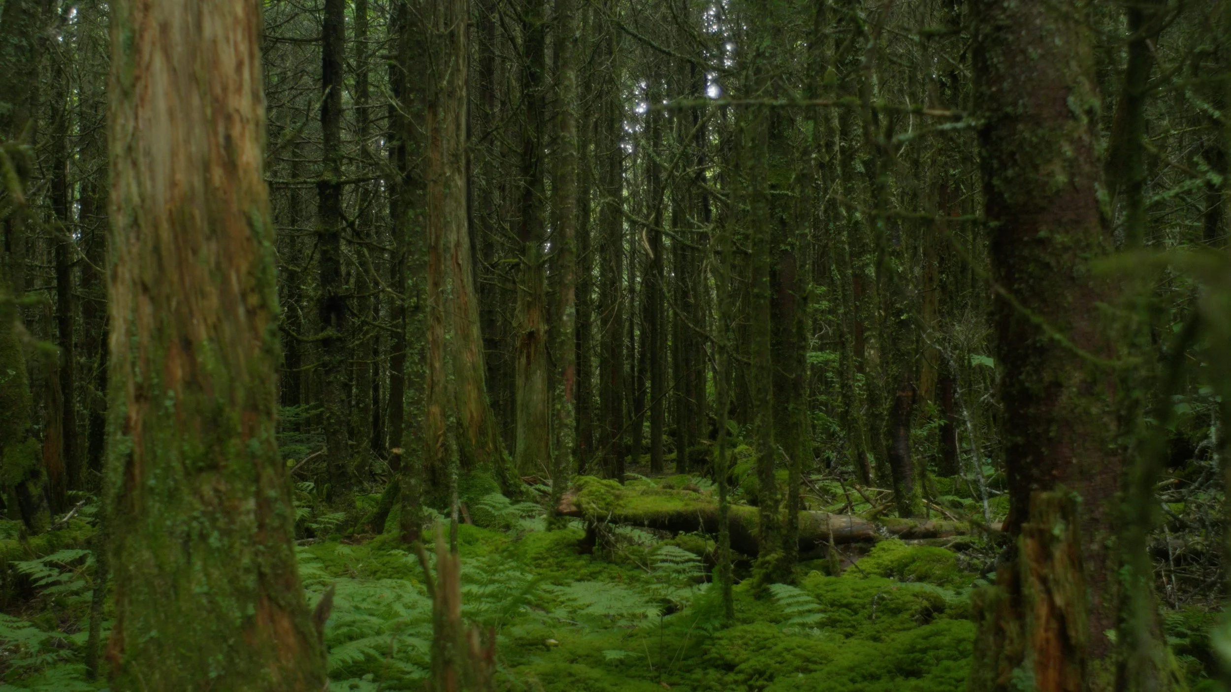 forest1_1.14.2.jpeg