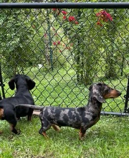two black dachshunds at the fence.jpg