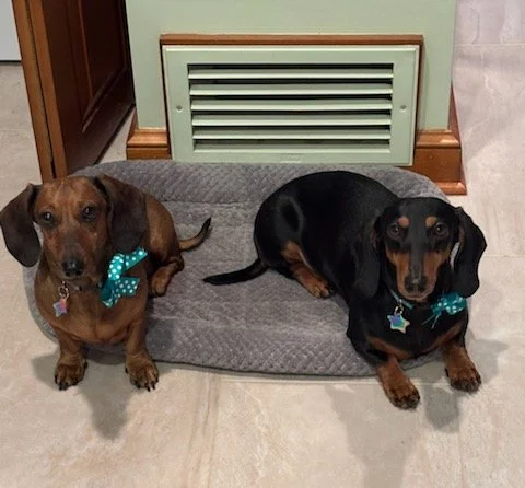 Black-tan and red dachshund.jpg