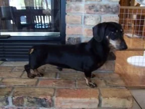 CH. Knights Midwest Bailee MS   "Bailee" 