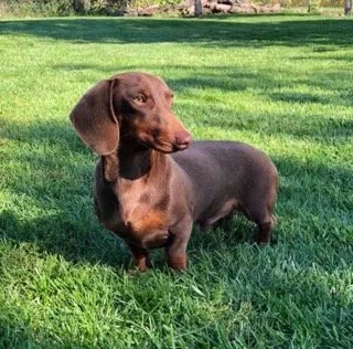 Chocolate adult dachshund.jpg