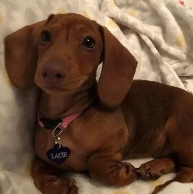 young chocolate dachshund, Lacie, lying on a blanket 