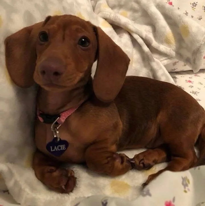 Lacie chocolate dachshund .jpg