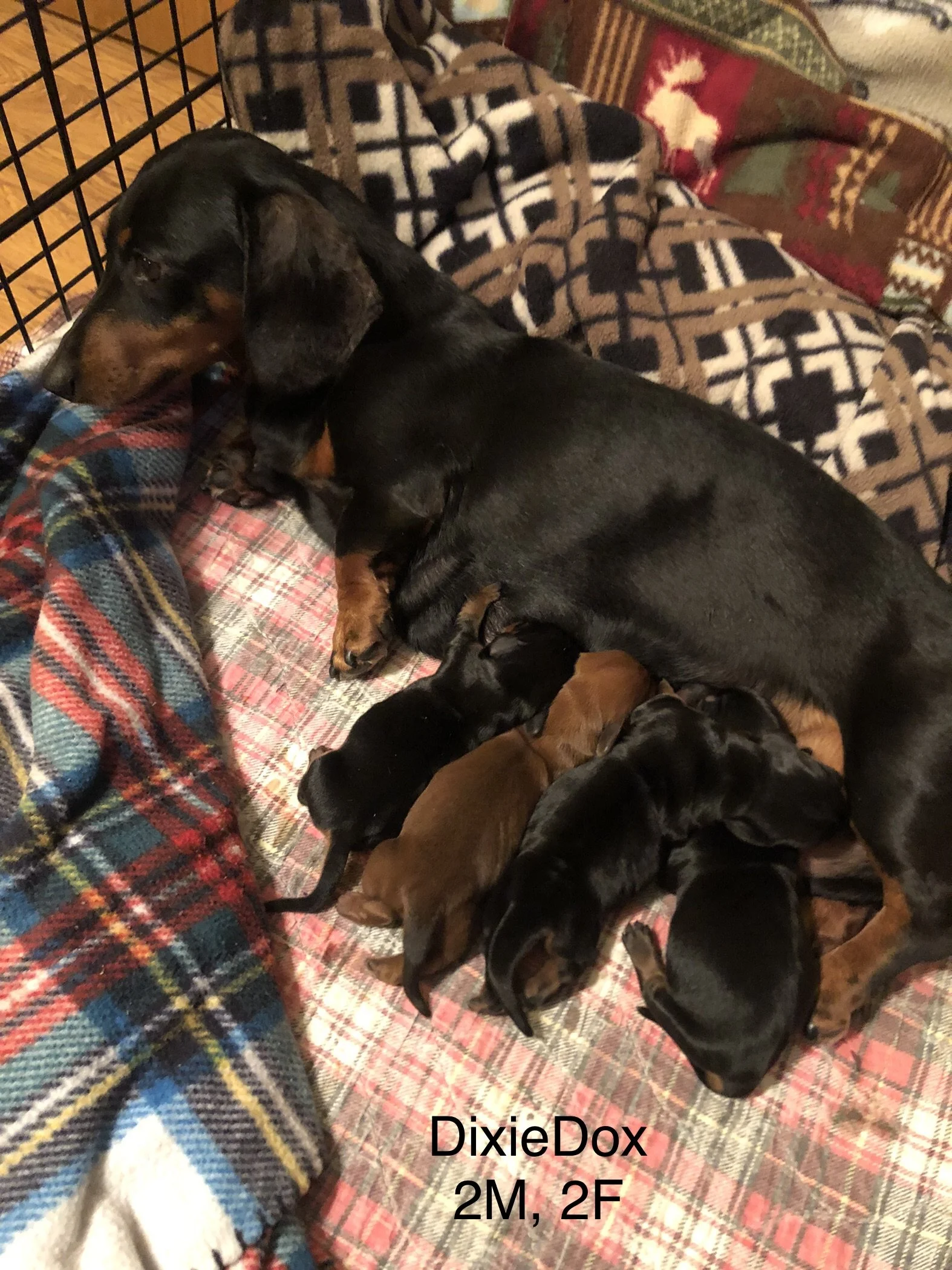 miniature dachshund mom and puppies 2.jpg