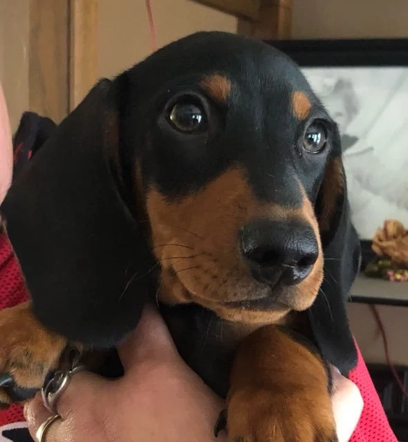 Black and tan young dachshund.jpg