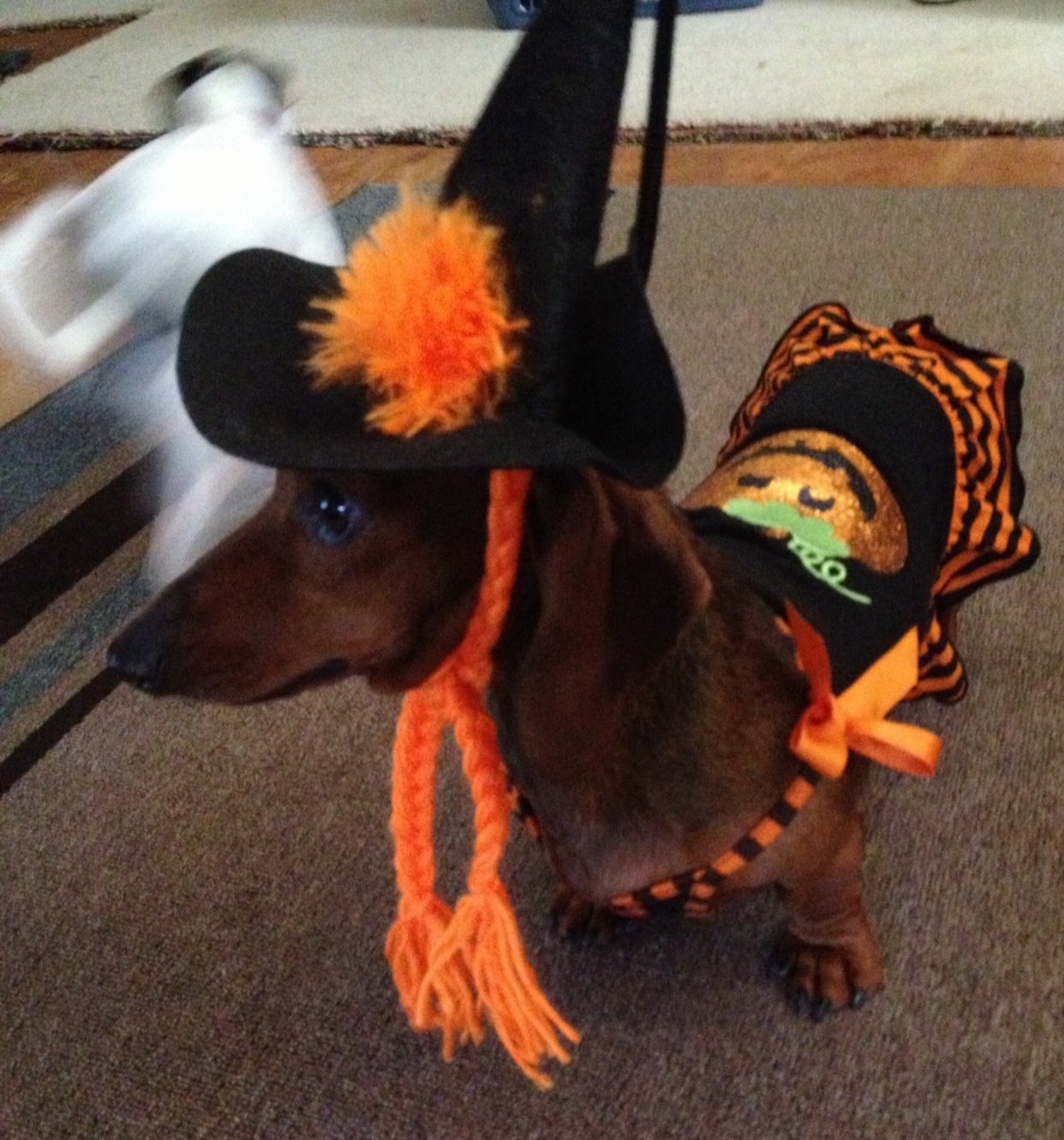 Red dachshund in Halloween costume.jpg