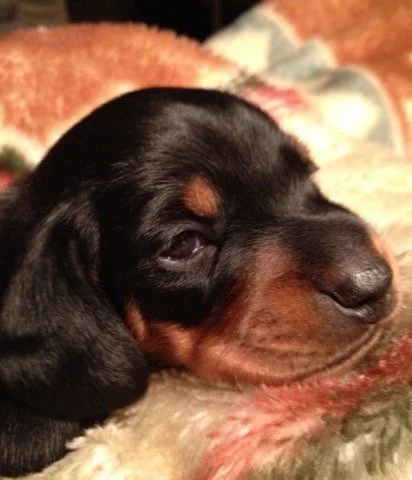 Black and tan sleepy puppy.jpg