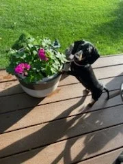 Black dachshund with flowers.jpg