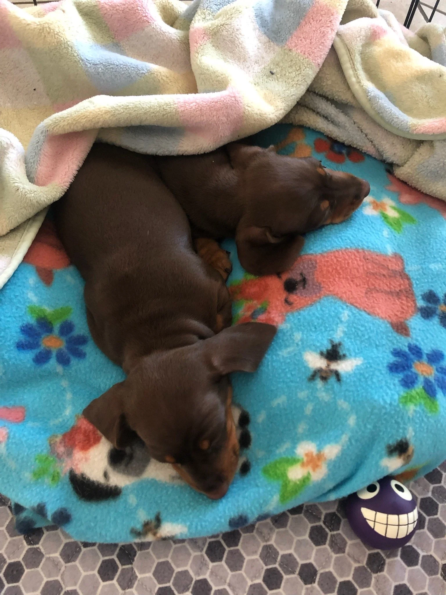 A brown puppy with black markings on its face sleeping on a colorful blanket featuring dog bones, under a soft, pastel-colored fleece blanket. The floor is covered with a hexagonal tile pattern, and a purple skull-shaped toy with a grinning face is visible nearby.