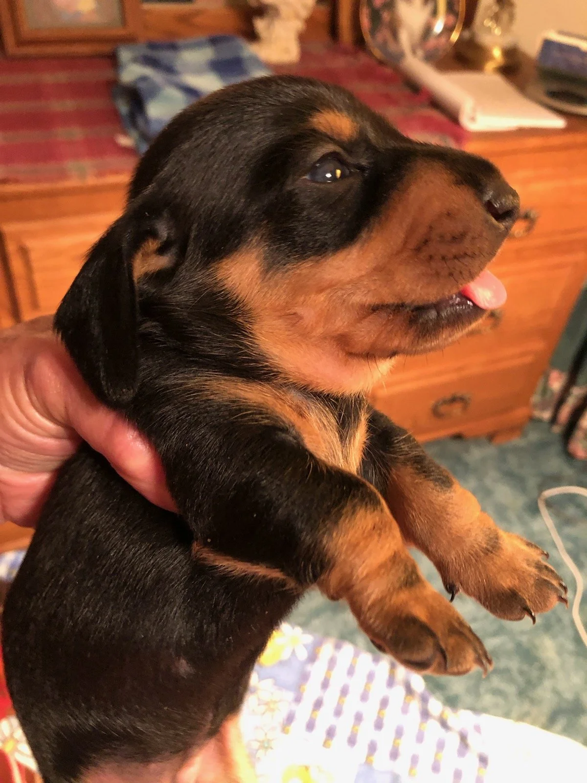 Close-up of a black and tan puppy being held in a person's hand indoors, with a wooden dresser and various objects in the background.