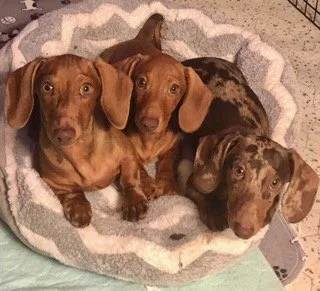 two chocolate and one dapple dachshund.jpg