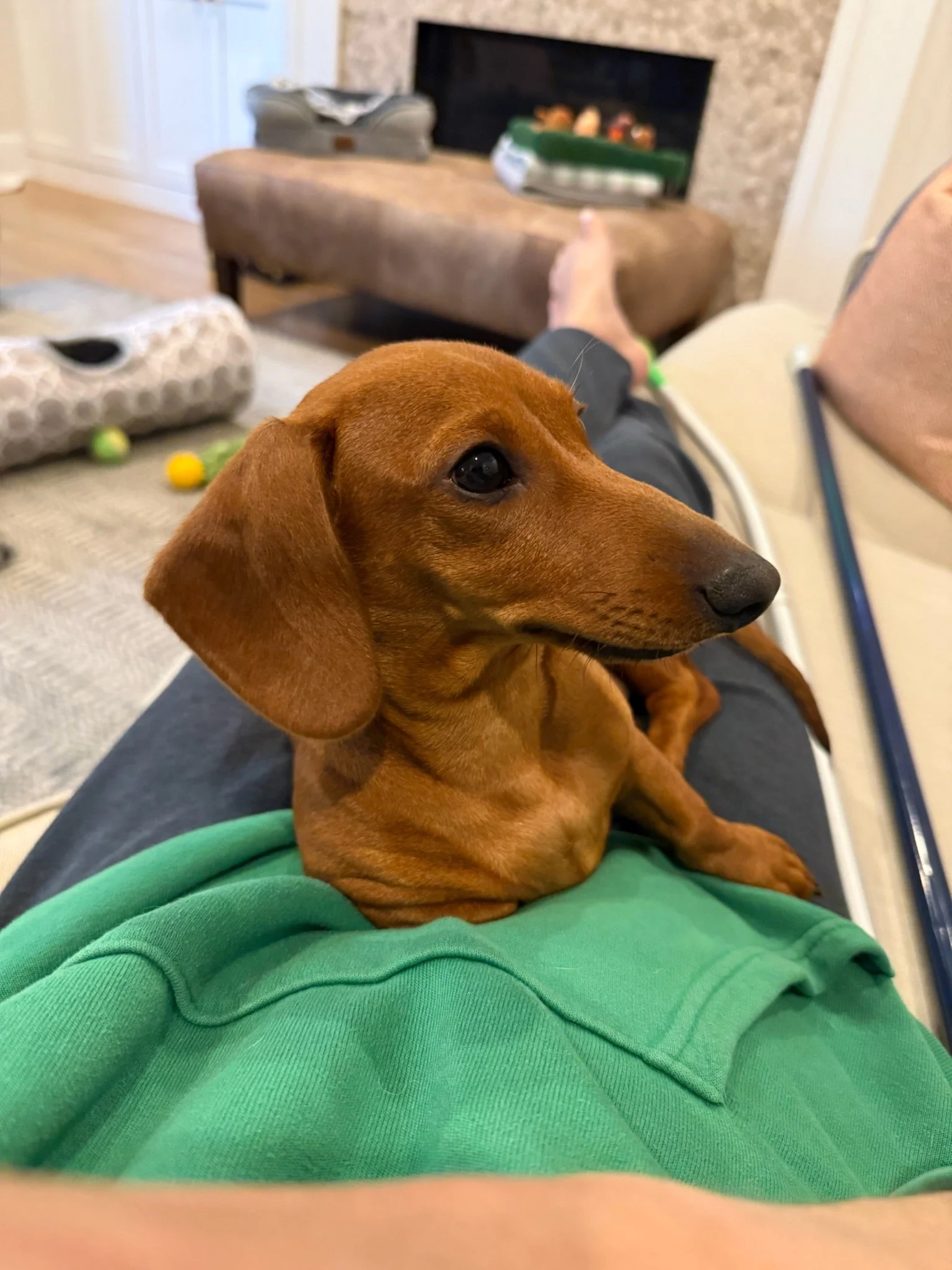 Red young Adult dachshund
