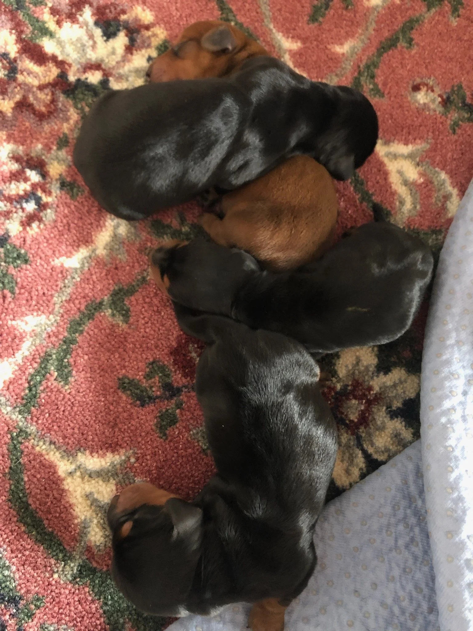 Multiple puppies, some black and some brown, sleeping on a patterned rug with a light gray blanket nearby.